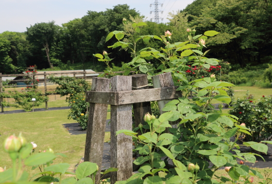 春の野津田バラ園の風景