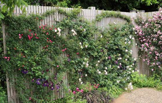 春の花菜ガーデンの風景