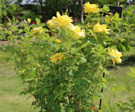 アトール ’９９は中輪サイズの花径