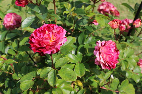 ベルデスピヌーズは絞り入りの花色