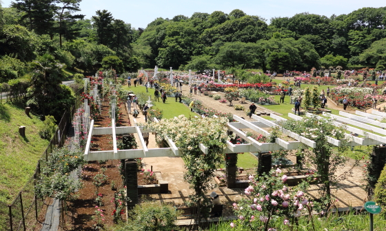 生田緑地ばら苑の春の風景