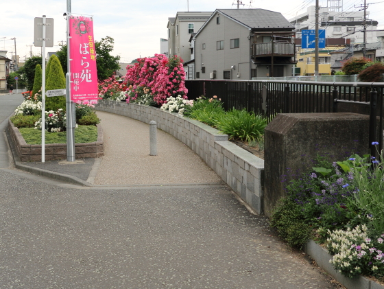 バラ園への道に咲くバラ