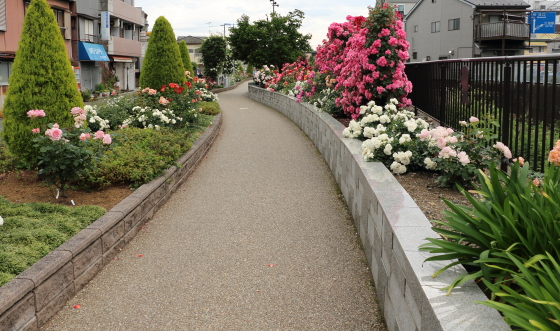 生田ばら苑への一般道路