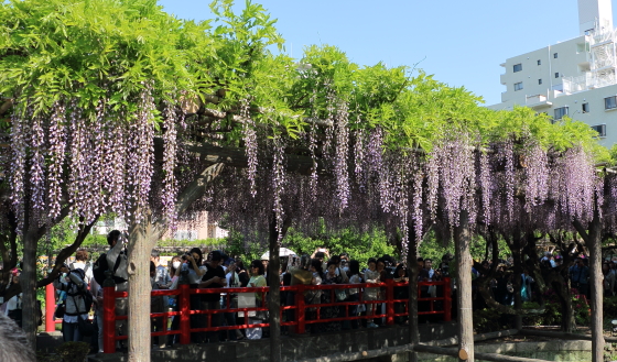 フジはマメ科の植物です