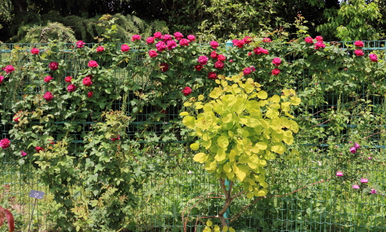 春の花菜ガーデンの風景7