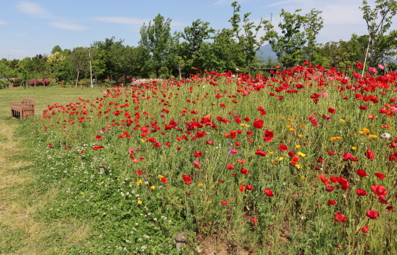 花菜ガーデンの風景