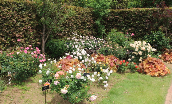 花菜ガーデンの風景