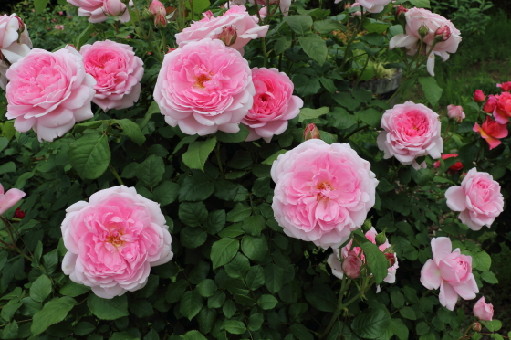 花菜ガーデンの風景