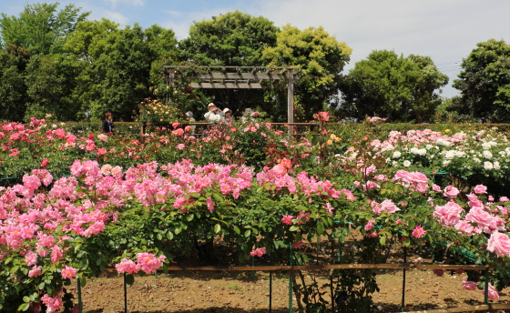 花菜ガーデンの風景