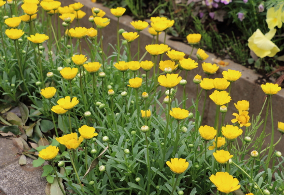 クリサンセマム ムルチコーレ 季節の花 春から初夏まで長くたのしめる イパネマおやじ イパネマおやじ ハーブとバラ 育てる 楽しさは１株から心と風景が豊かになる夢の時間