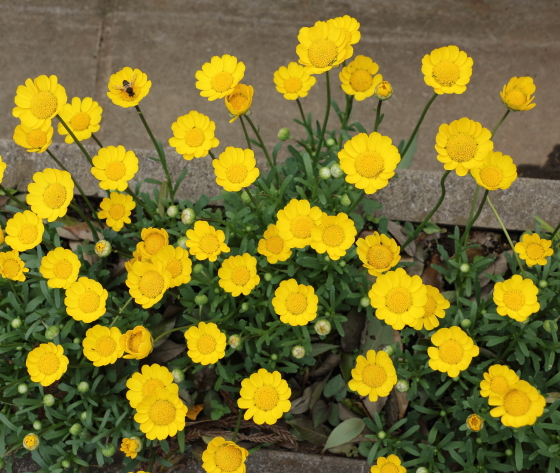 クリサンセマム ムルチコーレ 季節の花 春から初夏まで長くたのしめる イパネマおやじ イパネマおやじ ハーブとバラ 育てる 楽しさは１株から心と風景が豊かになる夢の時間