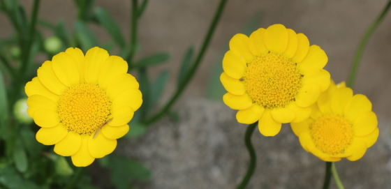 クリサンセマム ムルチコーレ 季節の花 春から初夏まで長くたのしめる イパネマおやじ イパネマおやじ ハーブとバラ 育てる 楽しさは１株から心と風景が豊かになる夢の時間