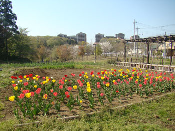 小山内裏公園の風景