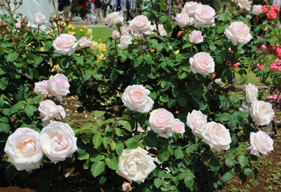 ローザベルモントは中輪サイズの花形