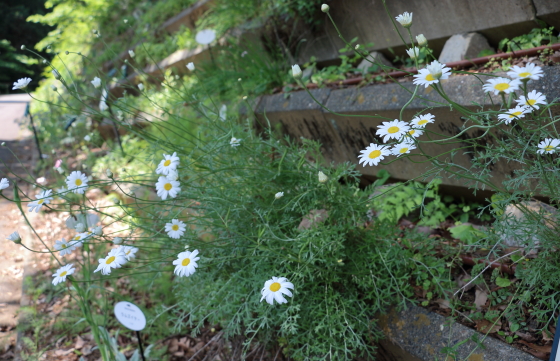 除虫菊の白色の花