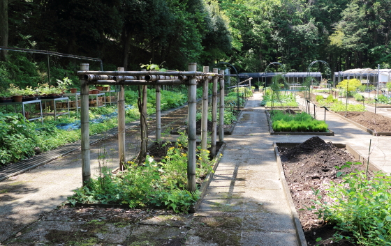 薬用植物園のシダ類