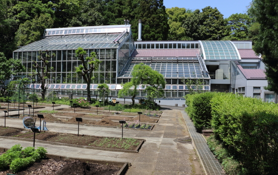 昭和薬科大学・植物園の風景