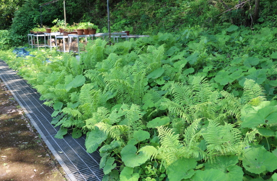 薬用植物園のシダ類