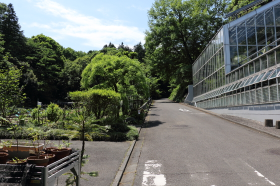 植物園の道路