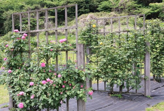 野津田バラ園の風景