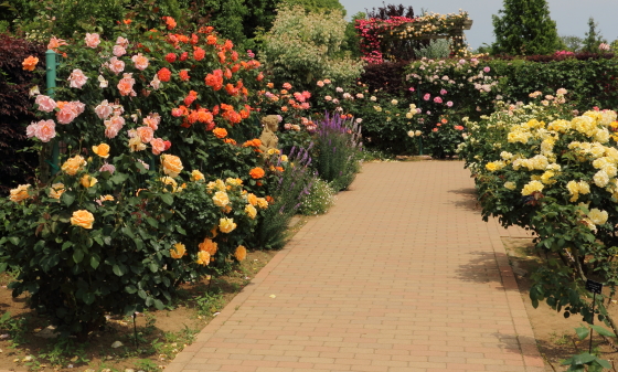 春の花菜ガーデンの風景