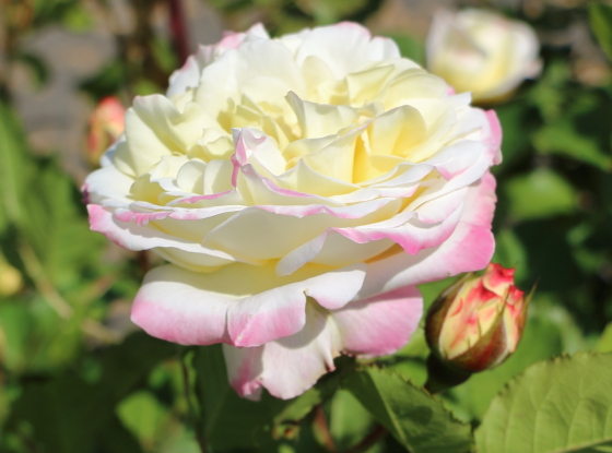 オロールドゥジャックマリーは白色のバラ