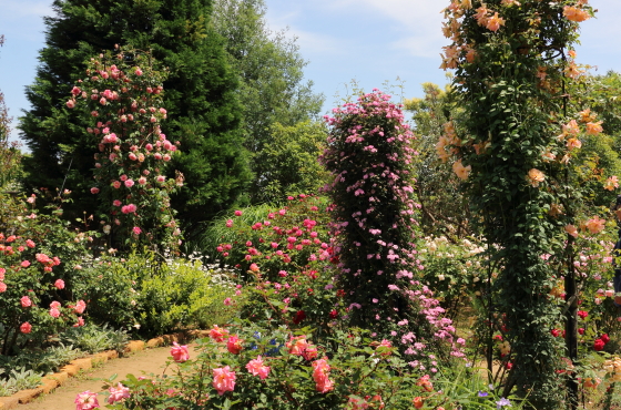 春の花菜ガーデンの風景