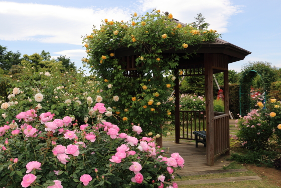 春の花菜ガーデンの風景