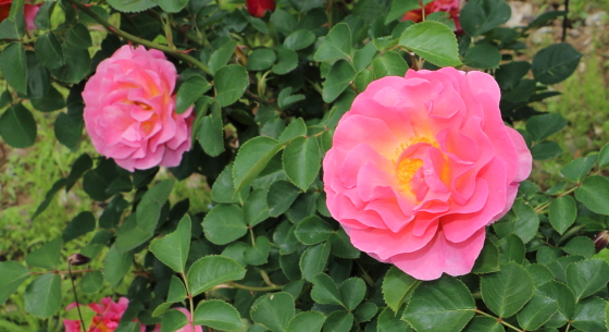 リリアンオースチンは中輪サイズの花径