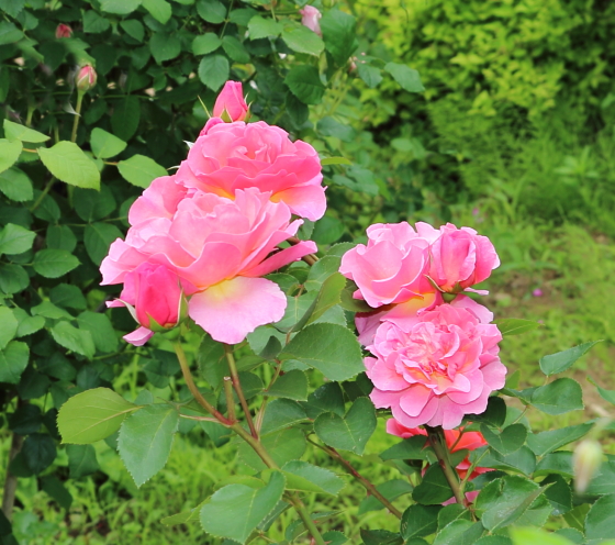 リリアンオースチン バラ苗 派手なローズ色と黄色の混合した花色で花壇を華やかに イパネマおやじ イパネマおやじ ハーブとバラ 育てる楽しさは１株から心と風景が豊かになる夢の時間