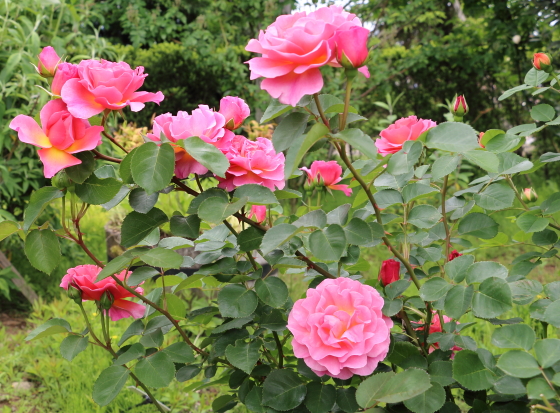 リリアンオースチン バラ苗 派手なローズ色と黄色の混合した花色で花壇を華やかに イパネマおやじ イパネマおやじ ハーブとバラ 育てる楽しさは１株から心と風景が豊かになる夢の時間