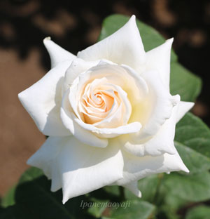 パスカリは剣弁高芯咲きのバラです