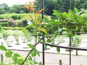 神代植物公園の風景