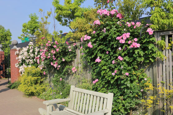 横浜にあるバラ園