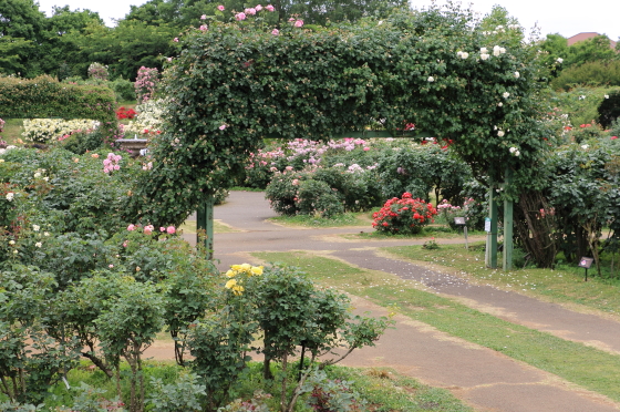 京成バラ園の風景