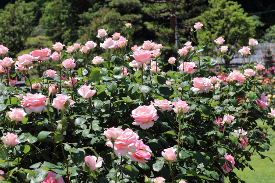 フラミンゴは半剣弁高芯咲き