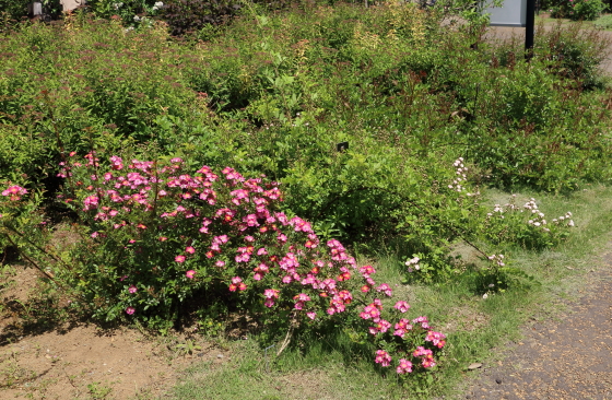 花菜ガーデンの風景