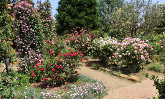 花菜ガーデンの風景