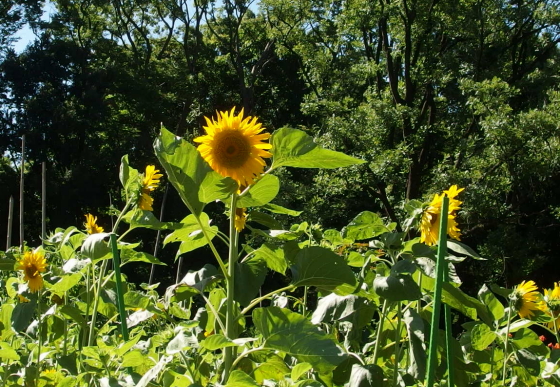 ヒマワリは一年草です