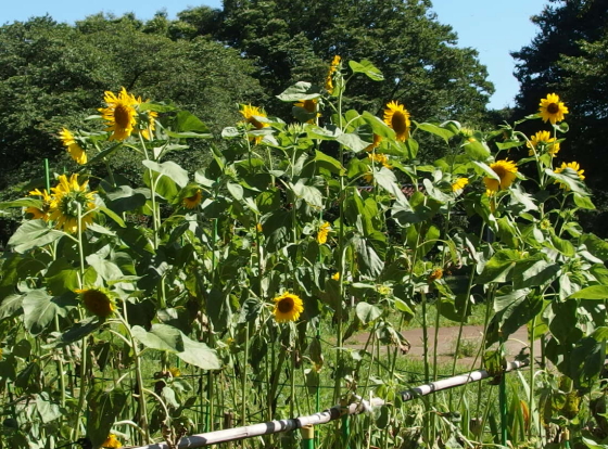 ヒマワリは日輪草とも呼ぶ