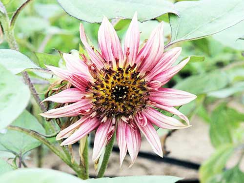 夏に咲く花