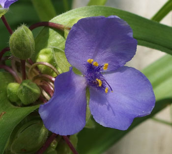 オオムラサキツユクサ 季節の花 一重咲きの長いしべが特徴 イパネマおやじ イパネマおやじ ハーブとバラ 育てる楽しさは１株から心と風景が豊かになる夢の時間