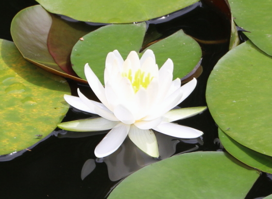 スイレンは水生植物です