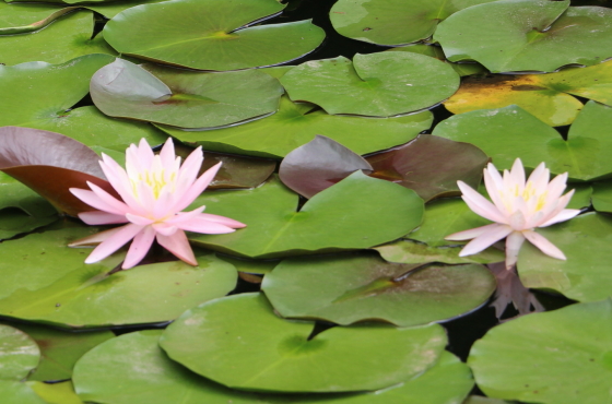 スイレン 季節の花 水面に浮かぶ葉と花の対比が美しい イパネマおやじ イパネマおやじ ハーブとバラ 育てる楽しさは１株から心と風景が豊かになる夢の時間