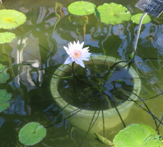 スイレン 季節の花 水面に浮かぶ葉と花の対比が美しい イパネマおやじ イパネマおやじ ハーブとバラ 育てる楽しさは１株から心と風景が豊かになる夢の時間