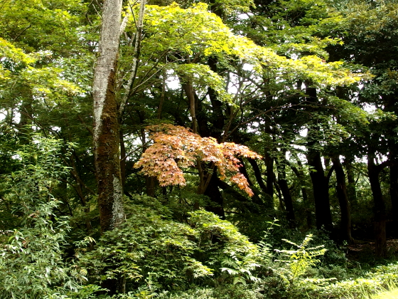 少しだけ紅葉が始まっている