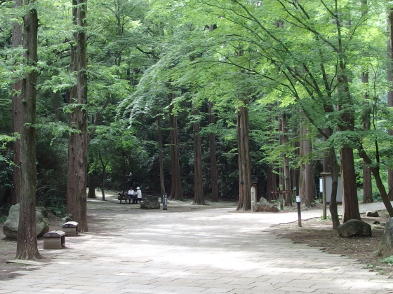 散歩道は緑が濃くなっている