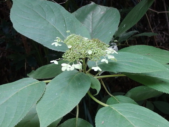 アジサイ科の花も咲いていた