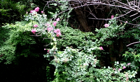 遠目に分りづらいか多分サルスベリの花