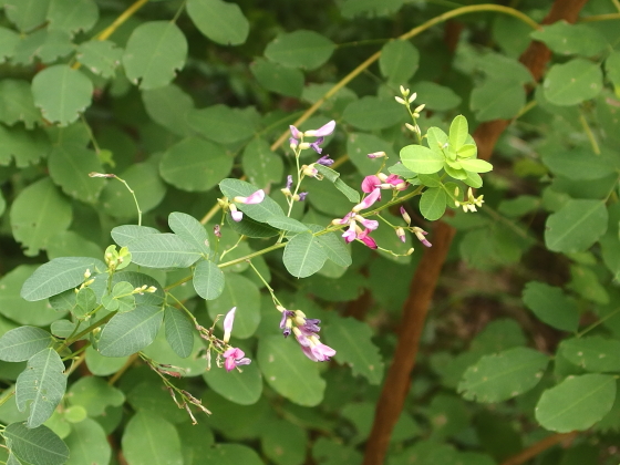 ハギの花も鮮やかに色づいている